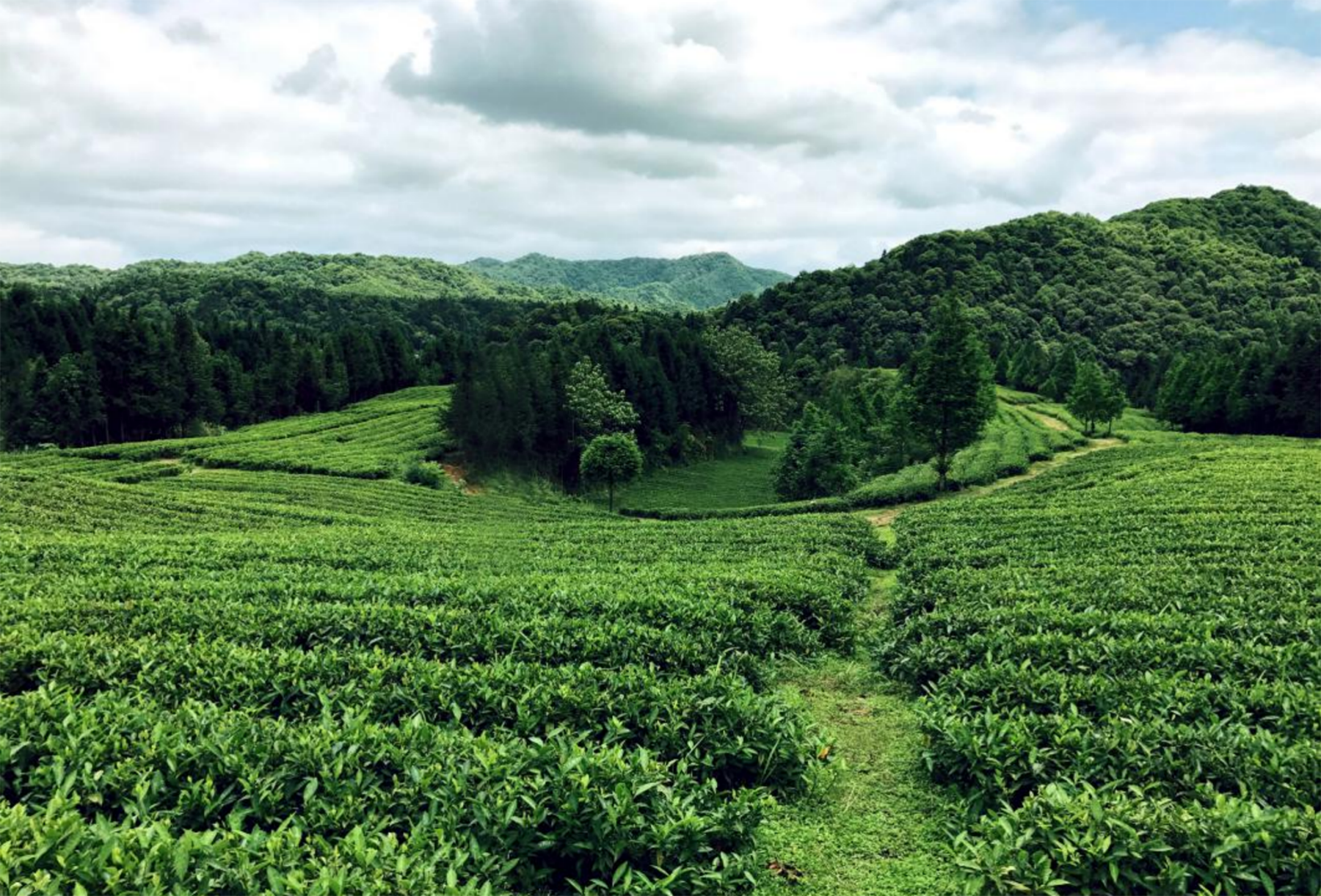 林恩生态有机茶园实景图