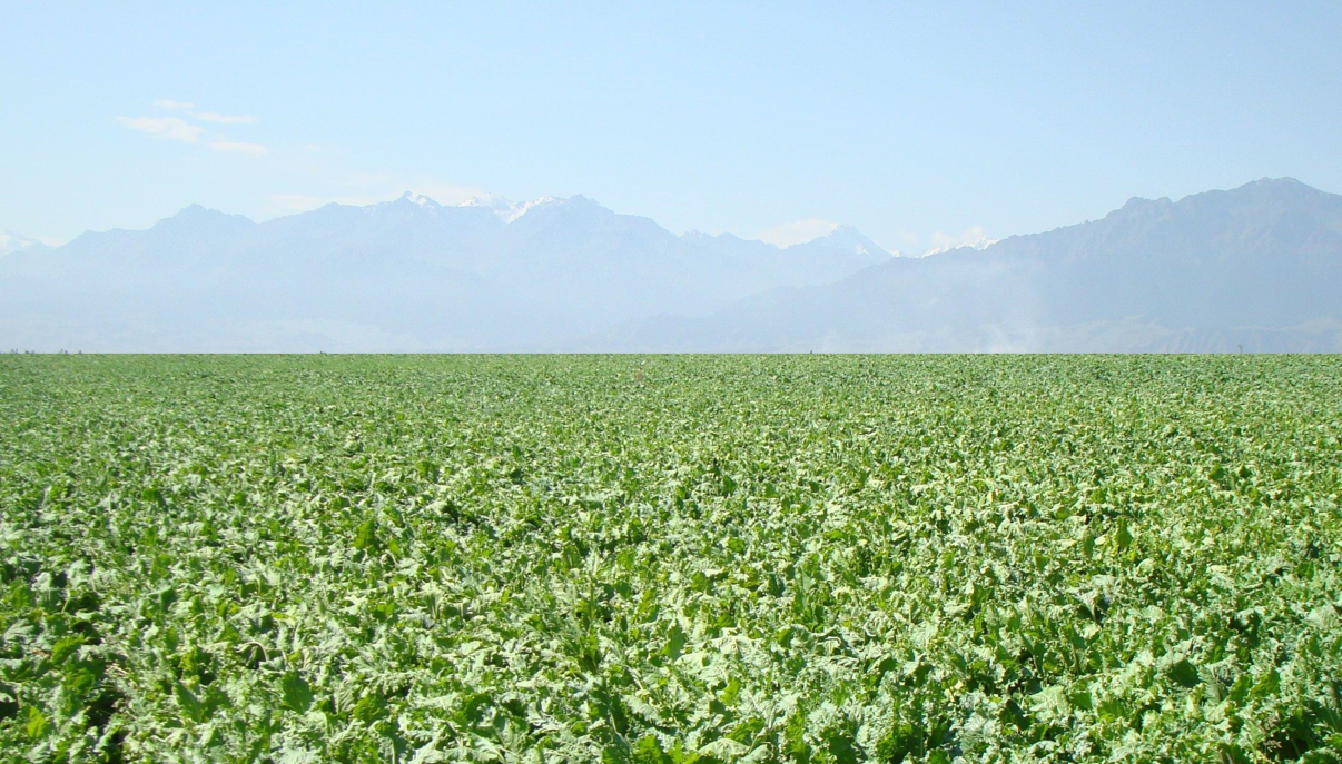 安琪酵母糖业种植地