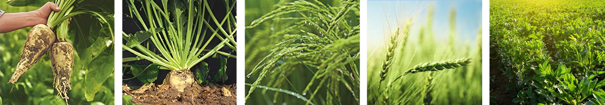 贝利优产品原料：甜菜、水稻与小麦