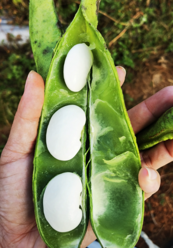 云南大白芸豆