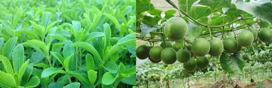 甜叶菊与罗汉果