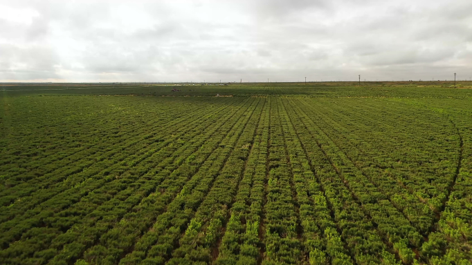迷迭香种植基地