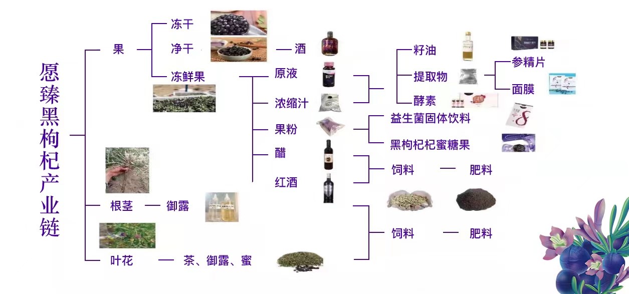 黑果枸杞生物科技黑枸杞产业链