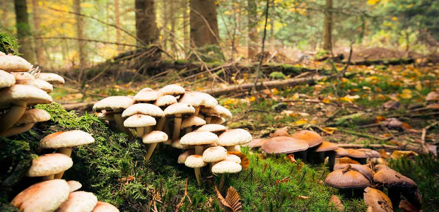 菌菇 图片来源：百兴食品九游会官网