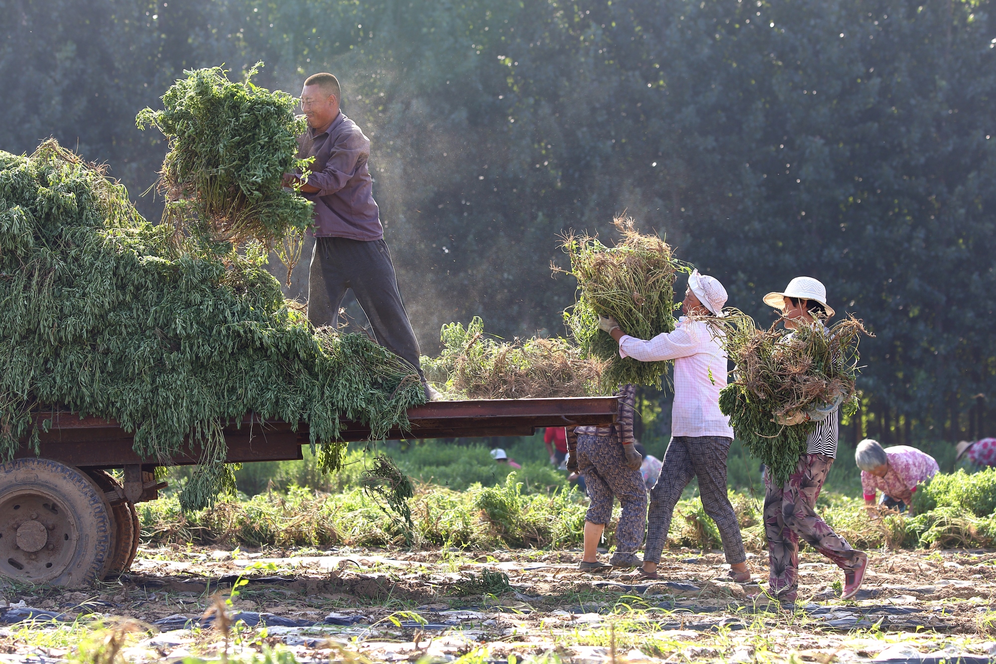  浩天的甜叶菊农场
