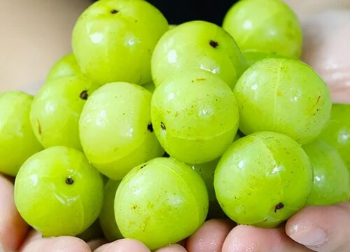 什么是油柑？小众水果的生存之道