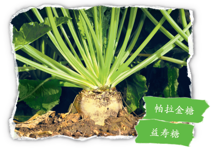 甜菜
