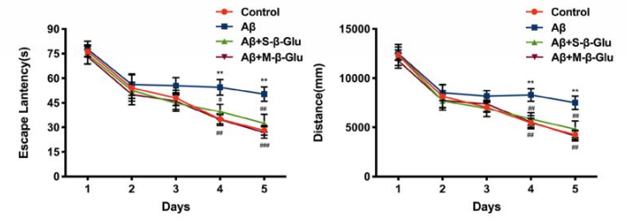 大鼠逃脱时间和逃脱距离 注：aβ为老年痴呆模型大鼠；s-β-glu：小分子酵母β-葡聚糖；m-β-glu：大分子酵母β-葡聚糖 图片来源:[13]研究论文