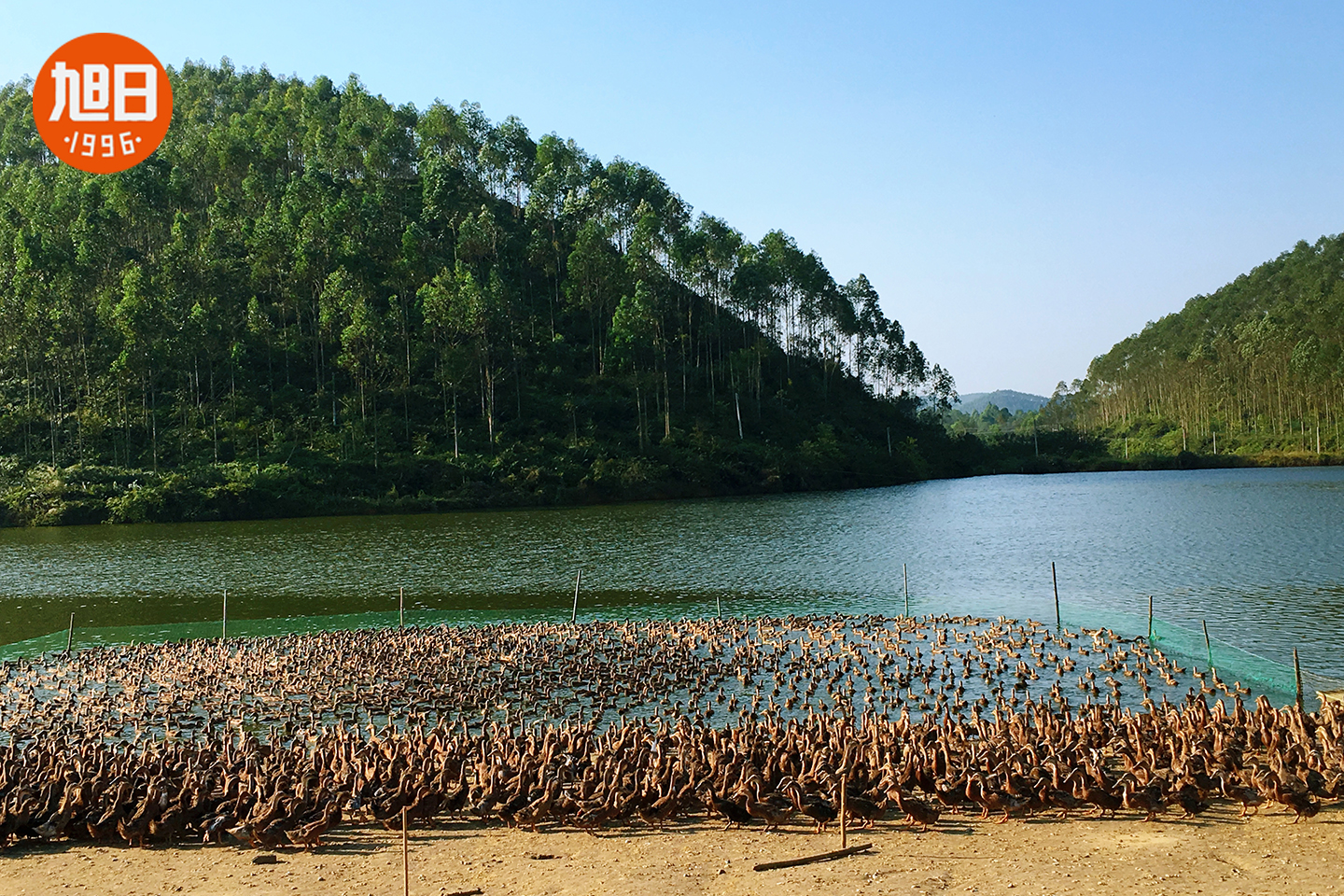 旭日天然田园生态养殖基地