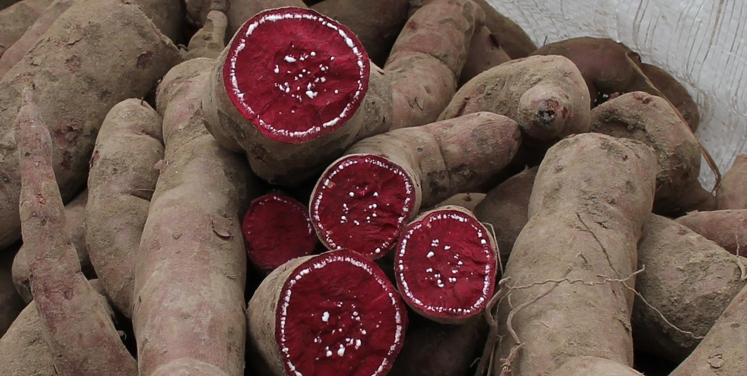 诺黛然种植的色素原料