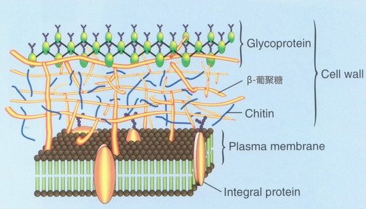 酵母细胞壁内的β-葡聚糖