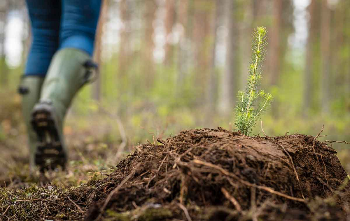 斯道拉恩索在北海种植树苗