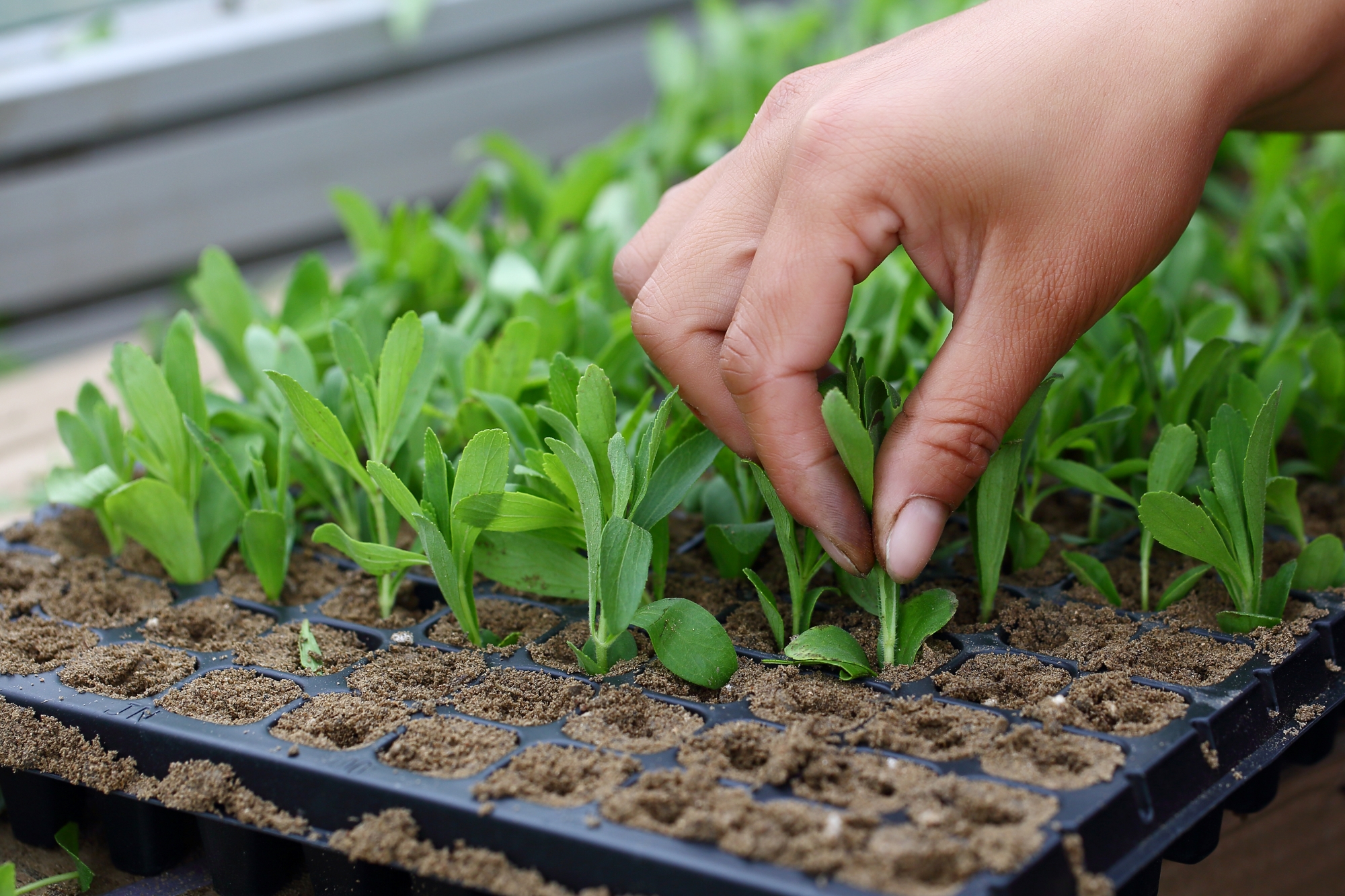 浩天的甜叶菊种苗