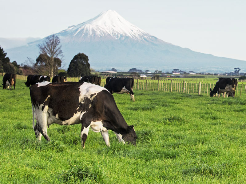恒天然牧场奶牛