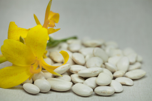 白芸豆