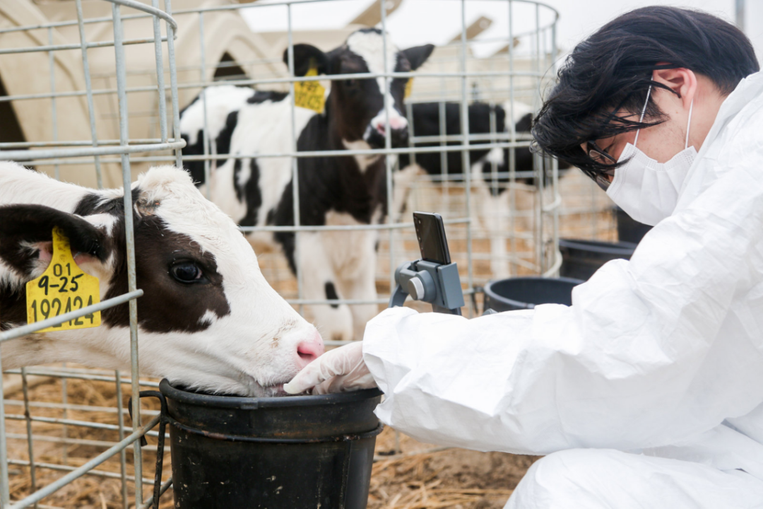 认养一头牛牧场 图片来源：认养一头牛 