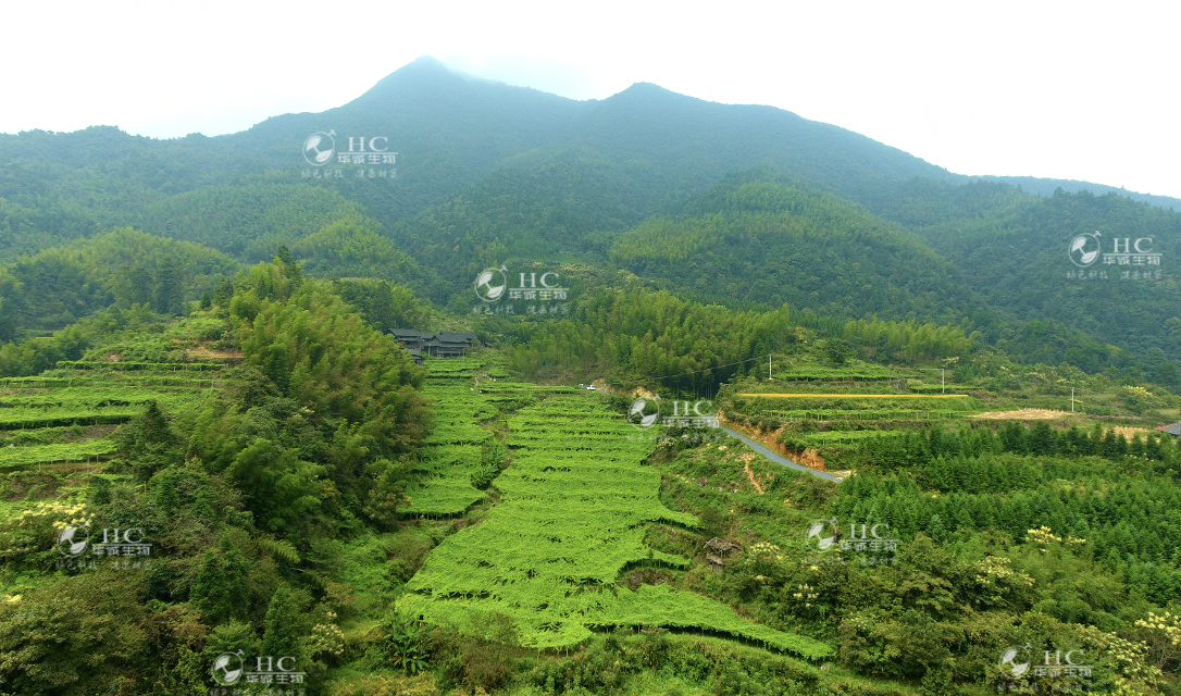 华诚生物的罗汉果种植基地