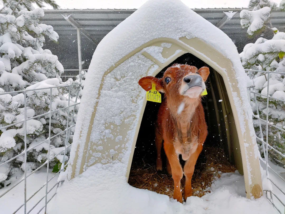 认养一头牛的娟姗牛 图片来源：认养一头牛 