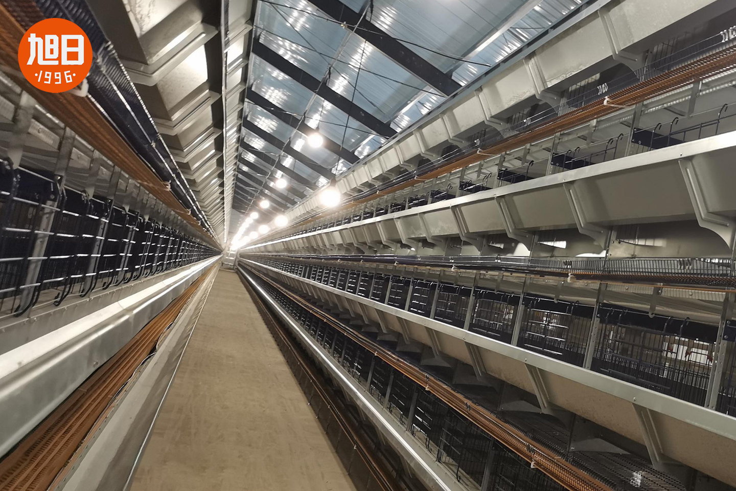 旭日蛋品现代化标准养殖鸭舍