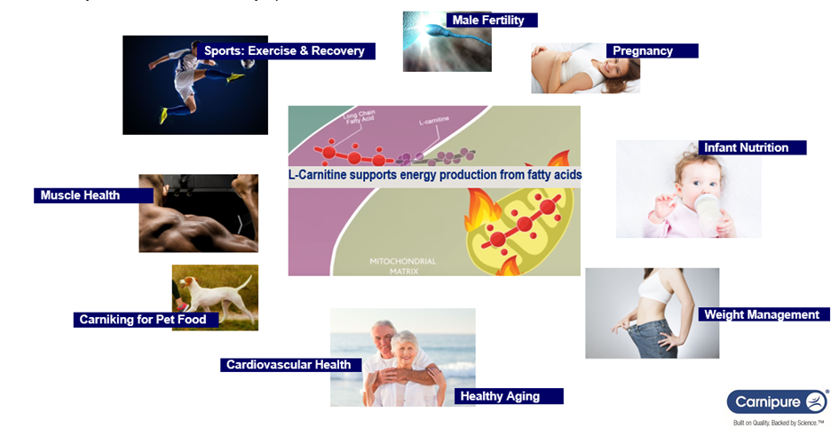 运动健康、肌肉、婴幼儿营养、健康老龄化......左旋肉碱可以应用到多个功能领域