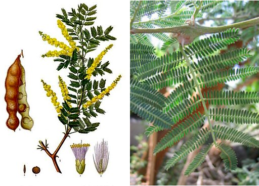 左：塞内加尔儿茶（阿拉伯胶树） 右：塞伊耳相思树（红铁金合欢）