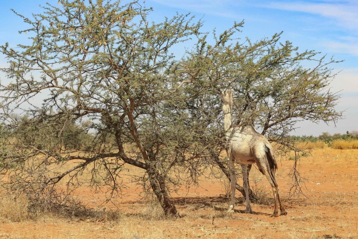 骆驼在苏丹北科尔多凡州啃食阿拉伯胶树叶子