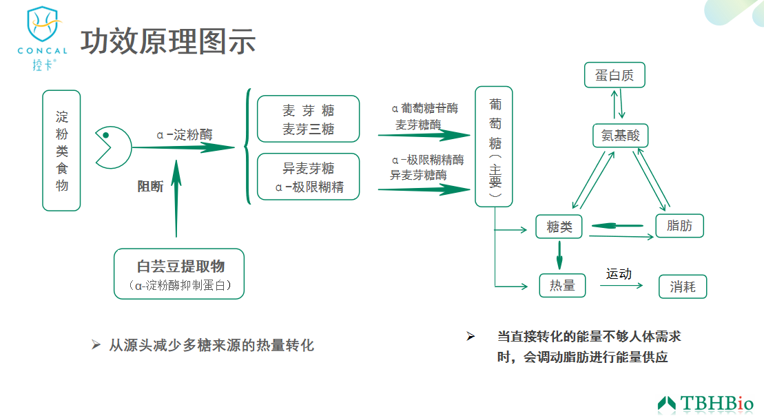 控卡®白芸豆提取物作用原理