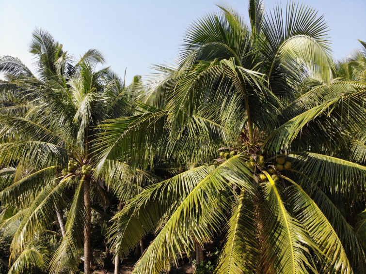 椰子种植园