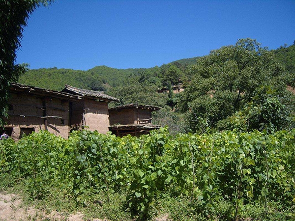 云南白芸豆种植园