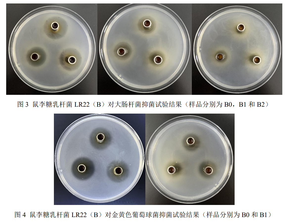 部分鼠李糖乳杆菌lr22抑菌试验结果图