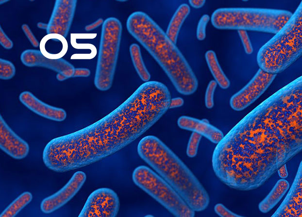 bcn019 凝结芽孢杆菌