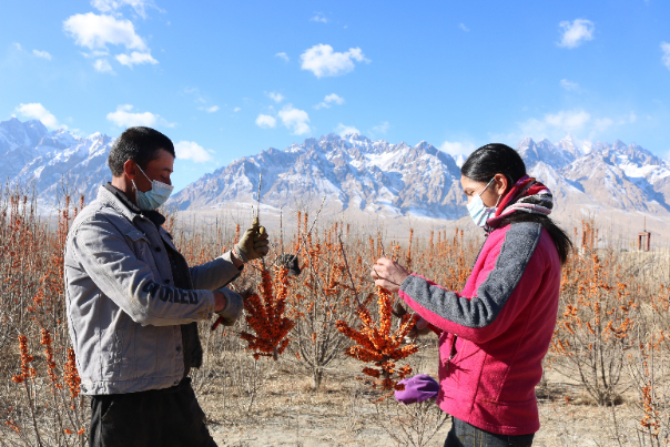 基地种植的沙棘