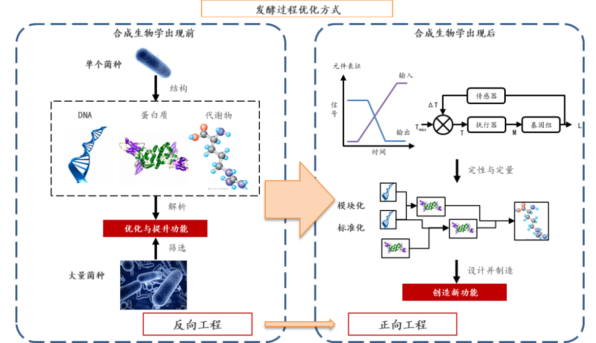 发酵过程如何通过合成生物进行优化